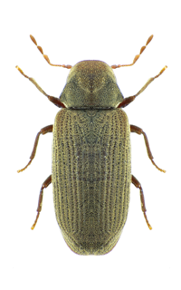 carcoma anobium punctatum