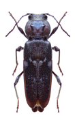 carcoma hylotrupes bajulus