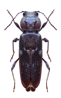 carcoma hylotrupes bajulus