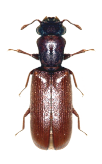 carcoma lyctus brunneus