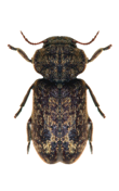 carcoma xestobium rufovillosum