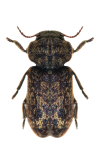 carcoma xestobium rufovillosum